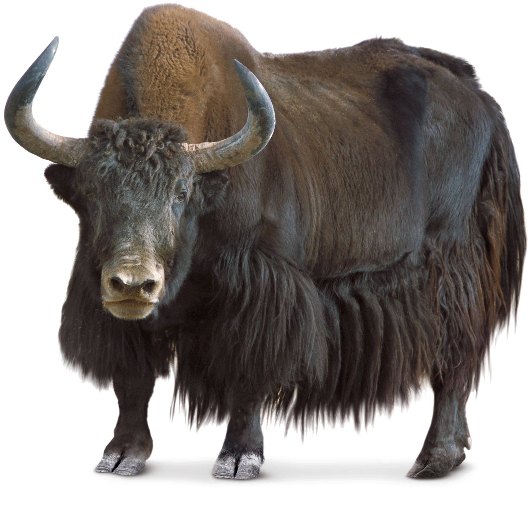 Majestic Bison Standing Transparent Background.png PNG Image