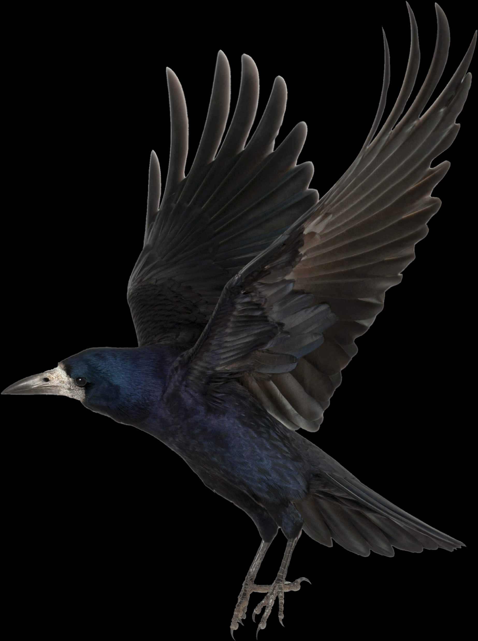 Majestic Black Crow In Flight PNG Image