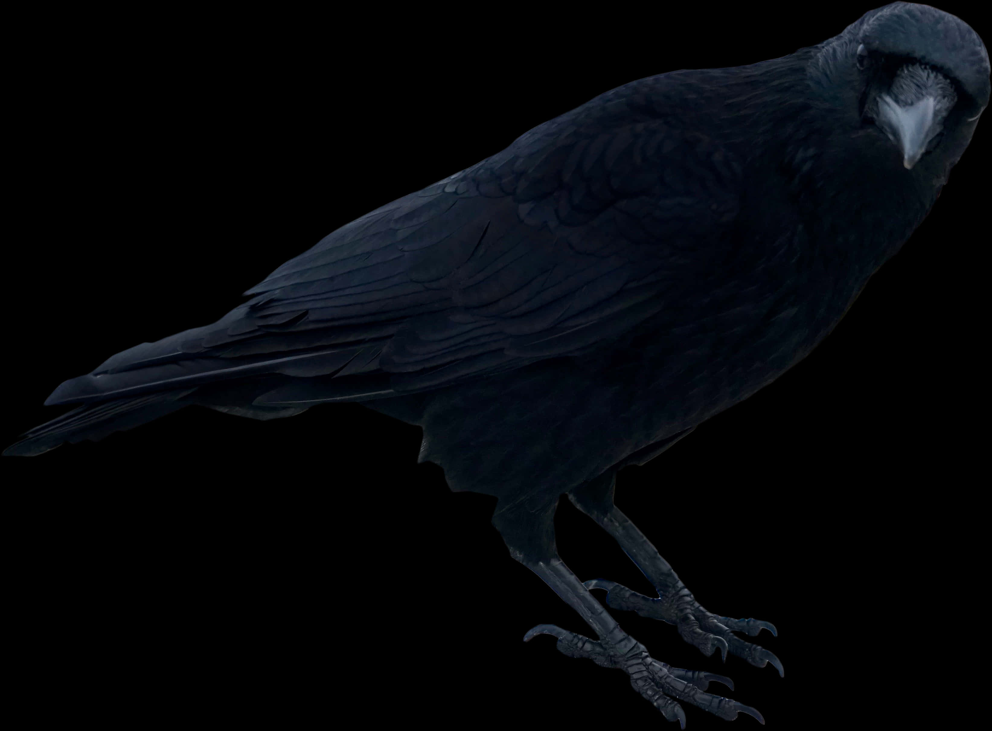 Majestic Black Crow Isolated PNG Image