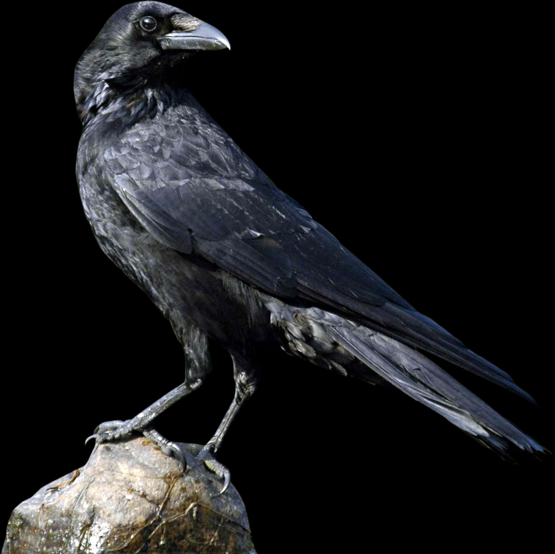 Majestic Black Crow Portrait PNG Image