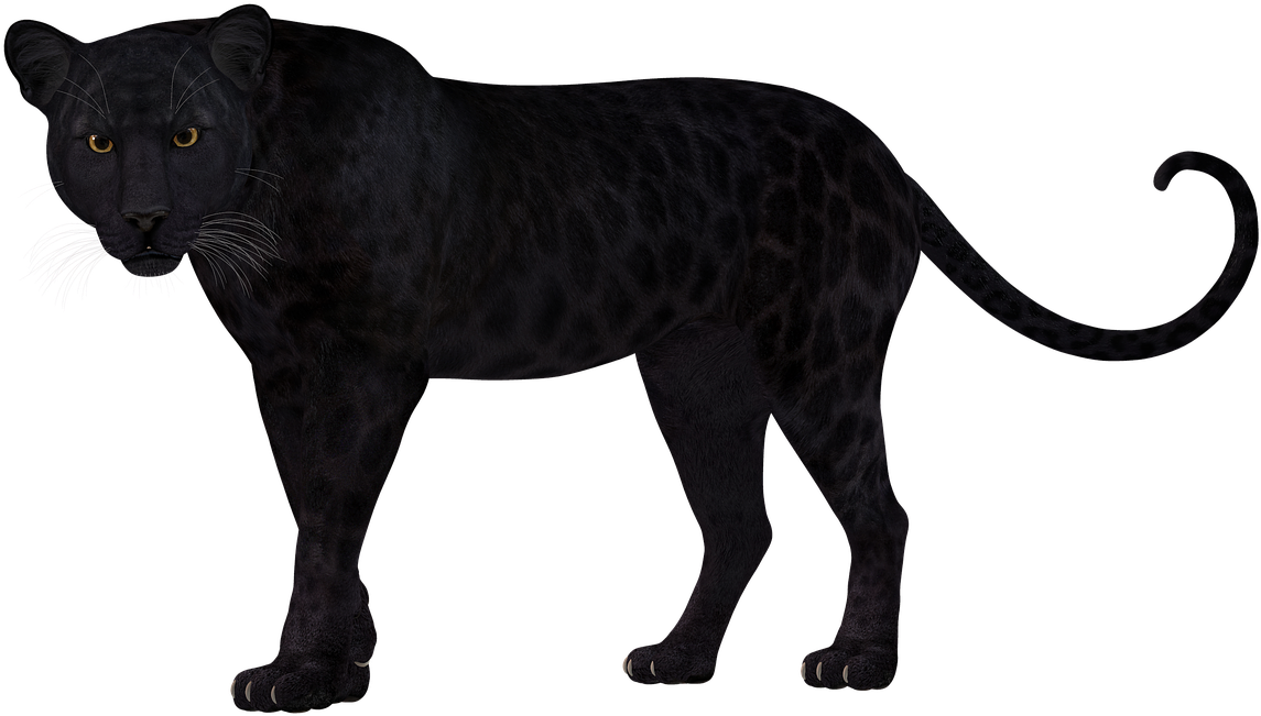 Majestic Black Lion Standing PNG Image