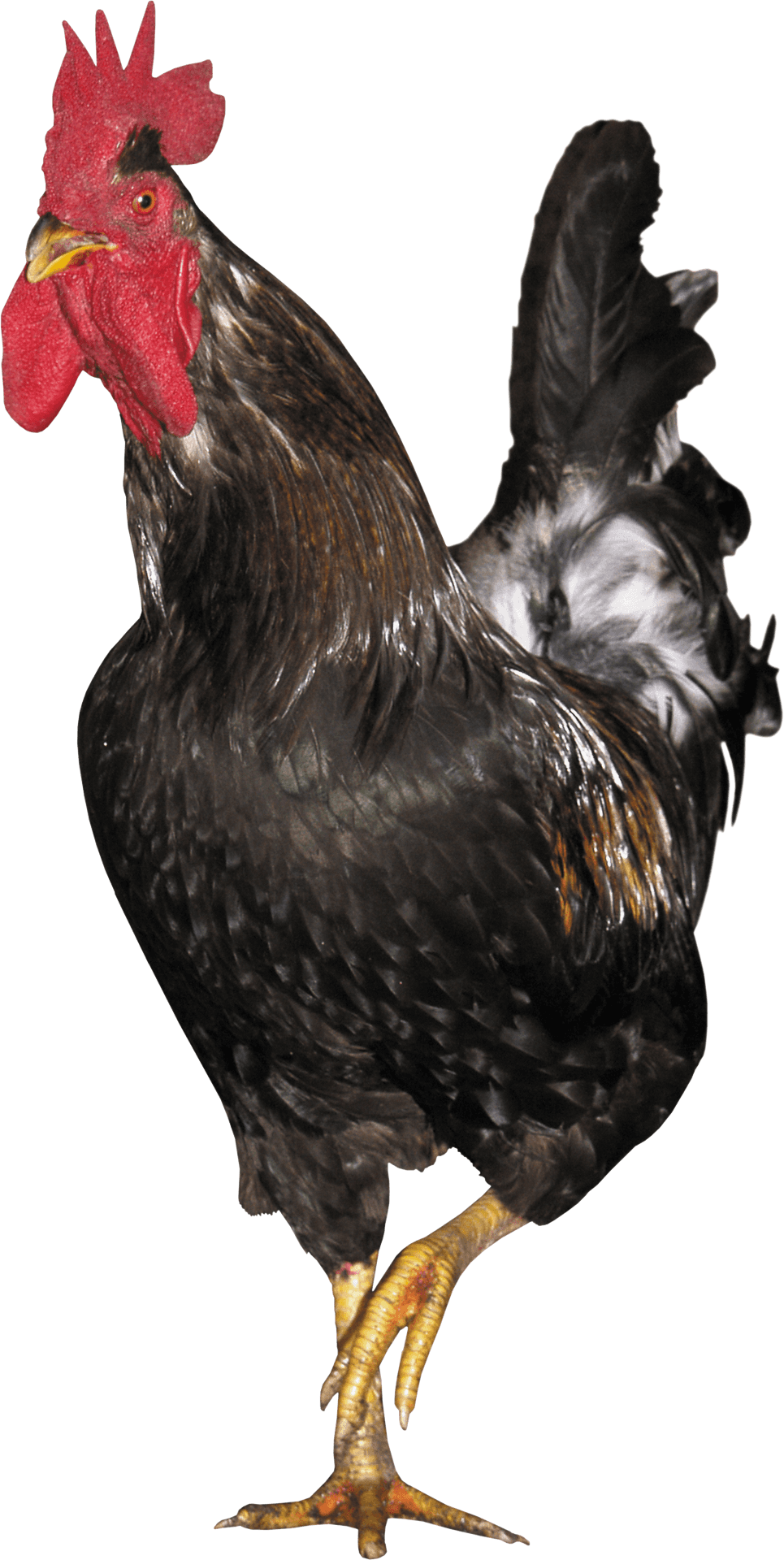 Majestic Black Rooster.png PNG Image