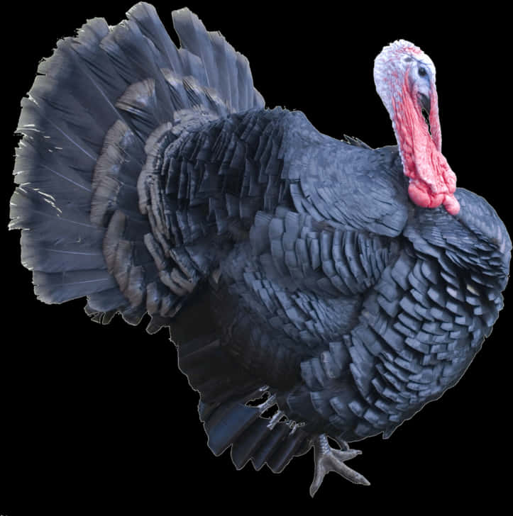 Majestic Black Turkey Display PNG Image