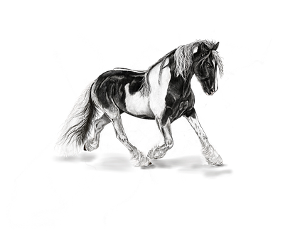 Majestic Blackand White Horse PNG Image