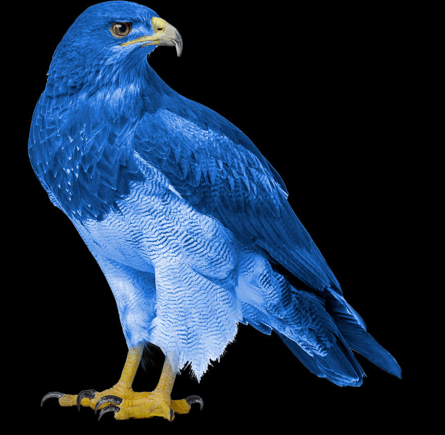 Majestic Blue Eagle Portrait PNG Image