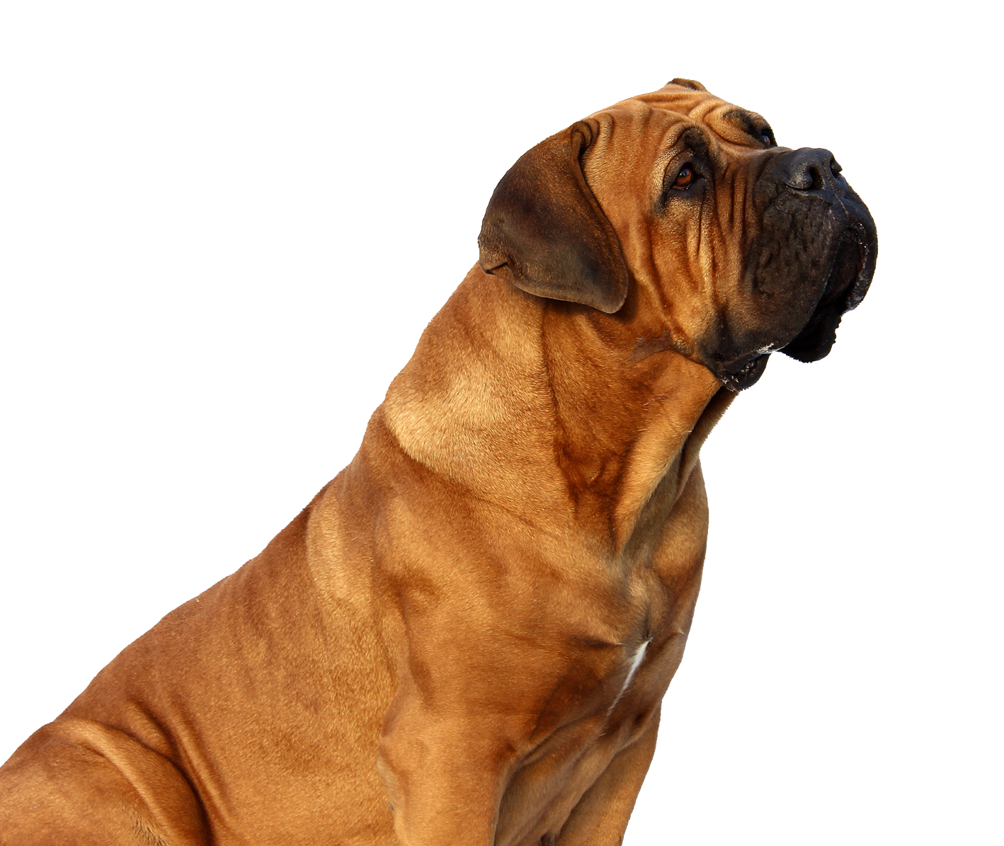 Majestic Brown Dog Profile PNG Image