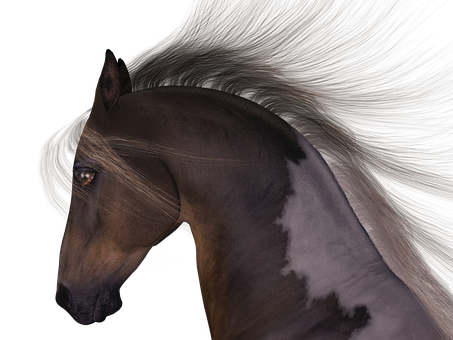 Majestic Brown Horse Portrait PNG Image