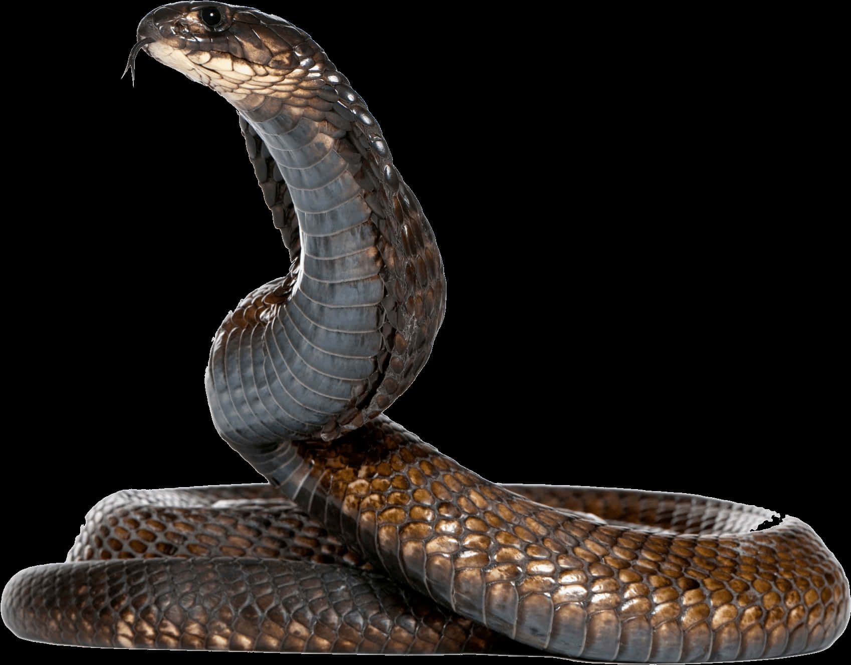 Majestic Cobra Portrait PNG Image