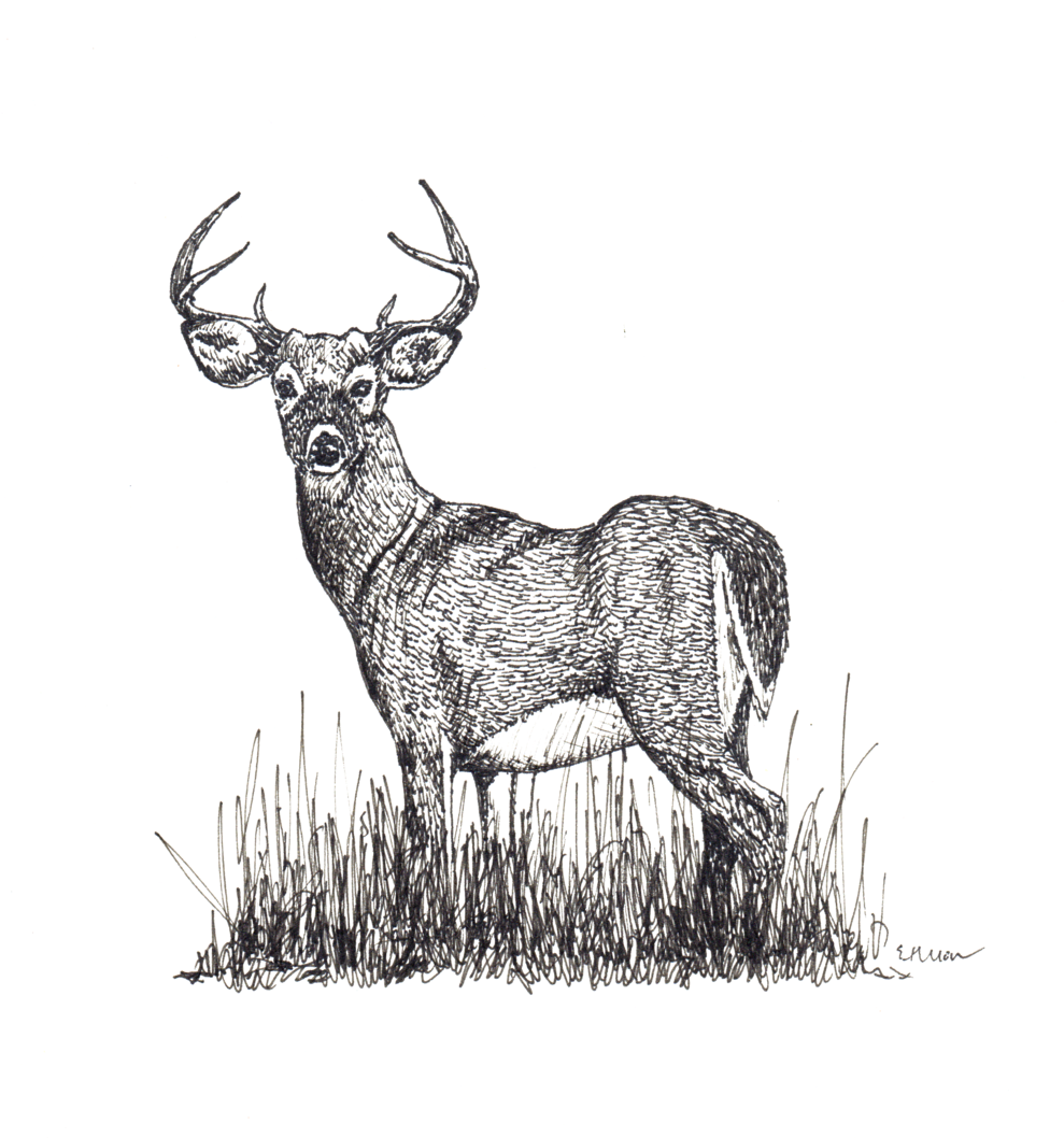 Majestic Deer Sketch Artwork PNG Image