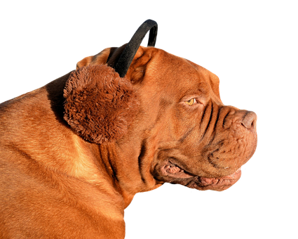 Majestic Doguede Bordeaux Profile PNG Image