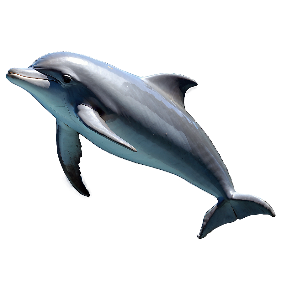 Majestic Dolphin Png 51 PNG Image