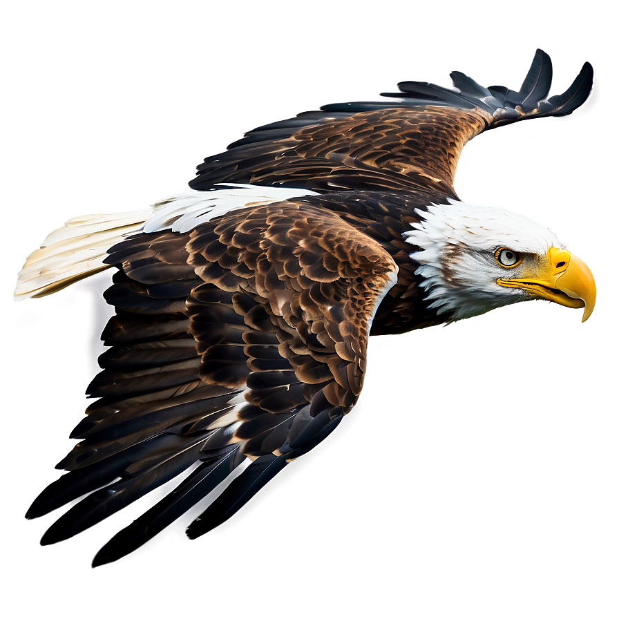 Majestic Eagle Flying Png 9 PNG Image