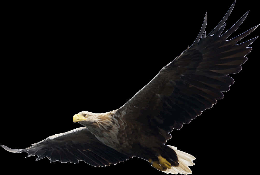 Majestic Eaglein Flight PNG Image