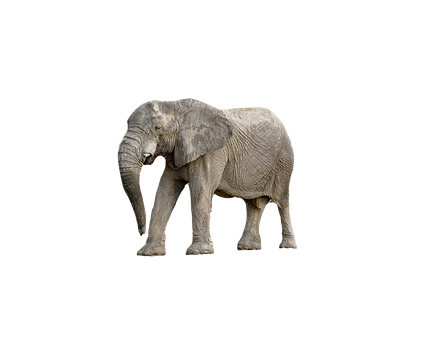 Majestic_ Elephant_ Black_ Background.jpg PNG Image