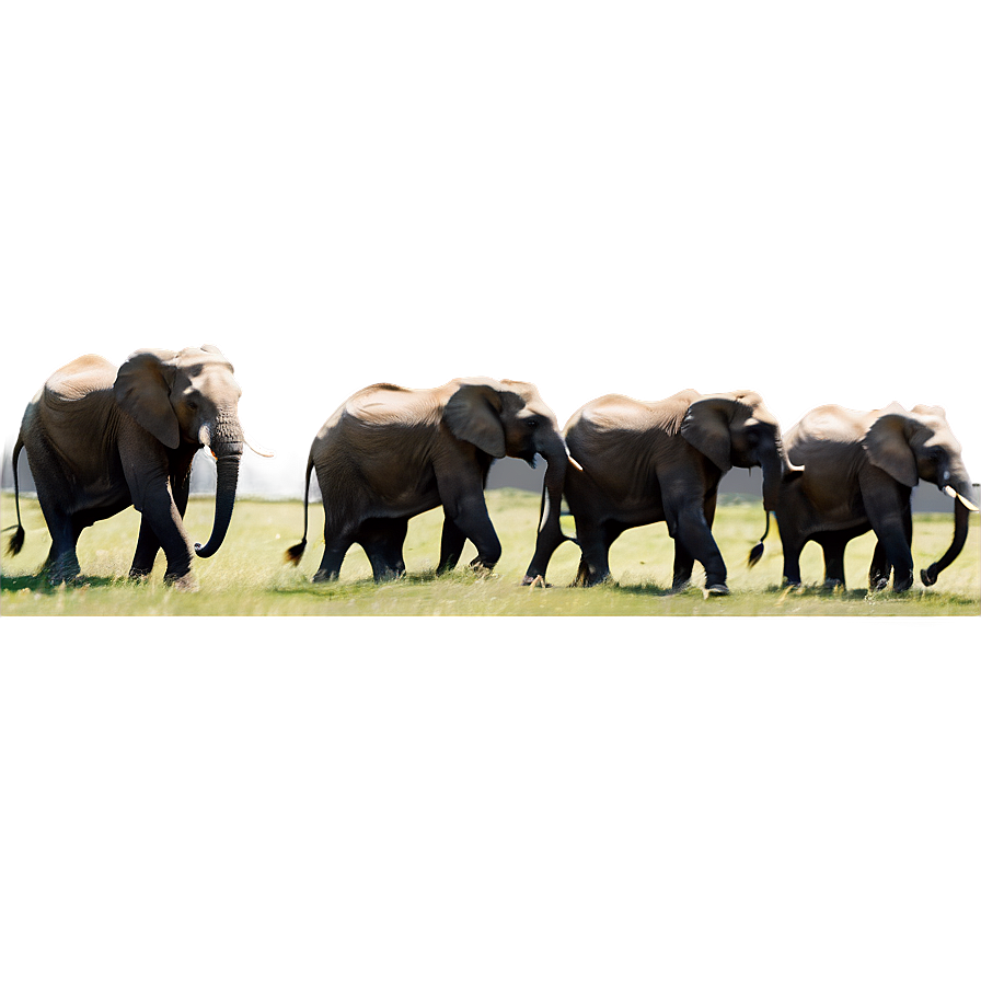 Majestic Elephant Herd Png Wwf73 PNG Image