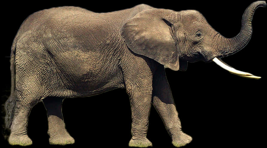 Majestic Elephant Isolatedon Black PNG Image