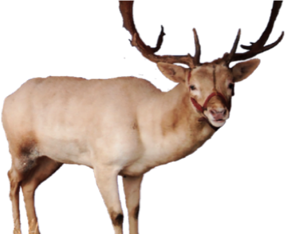 Majestic Elk Standing Profile PNG Image