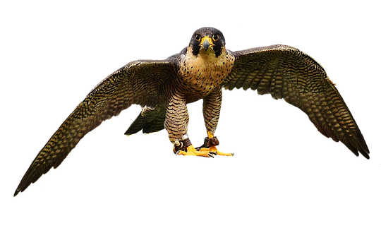 Majestic Falcon In Flight PNG Image