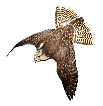 Majestic Falcon In Flight PNG Image