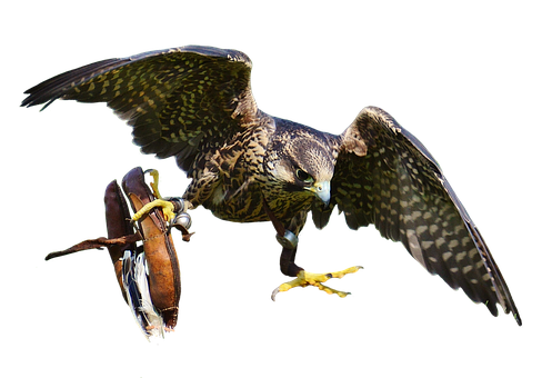 Majestic Falcon In Flight PNG Image