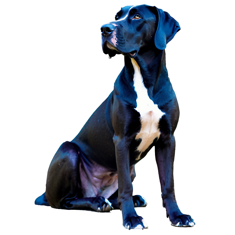 Majestic Great Dane Png Vyp PNG Image