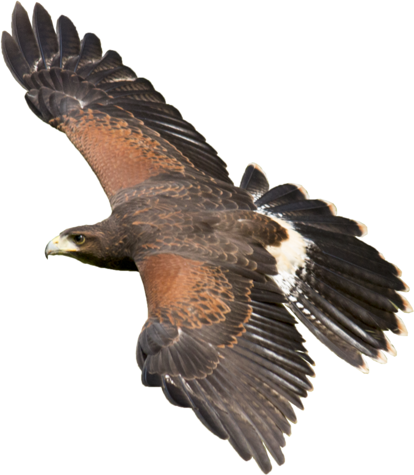 Majestic Hawk In Flight.png PNG Image