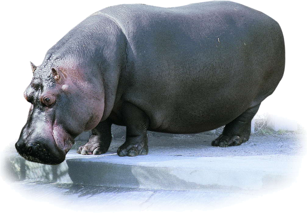 Majestic Hippo Standing PNG Image