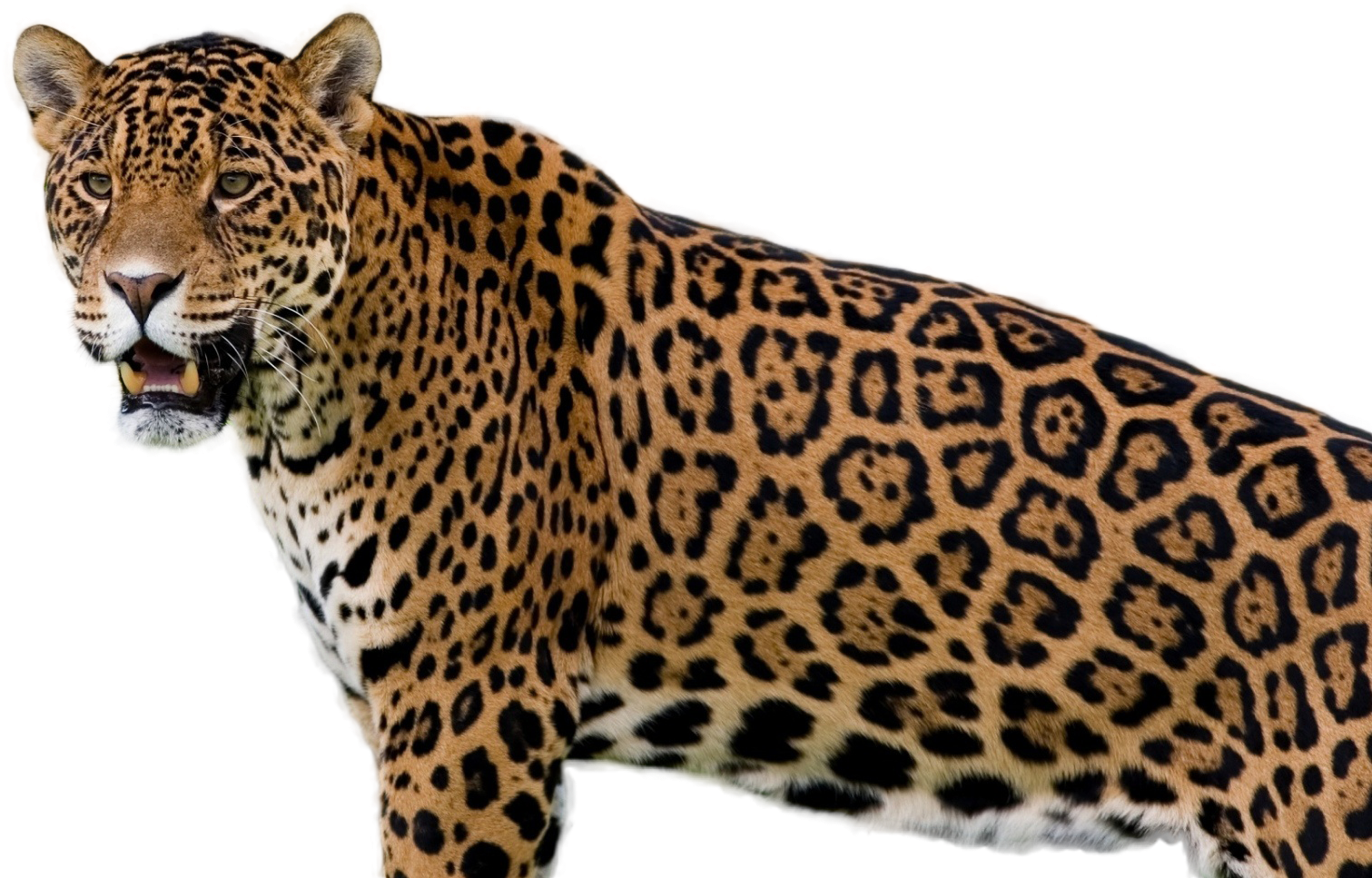 Majestic Jaguar Standing Transparent Background PNG Image