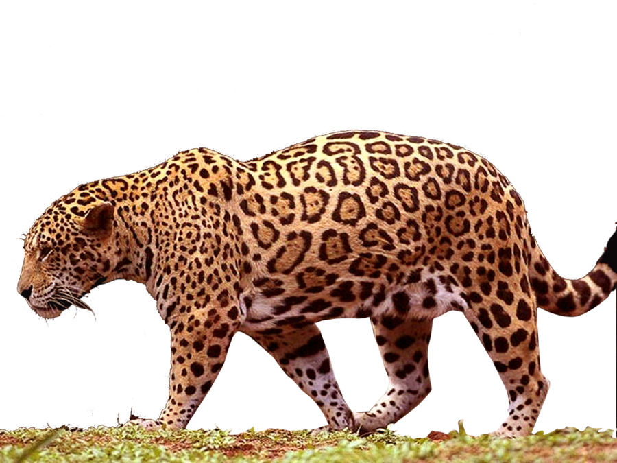 Majestic Jaguar Walking PNG Image