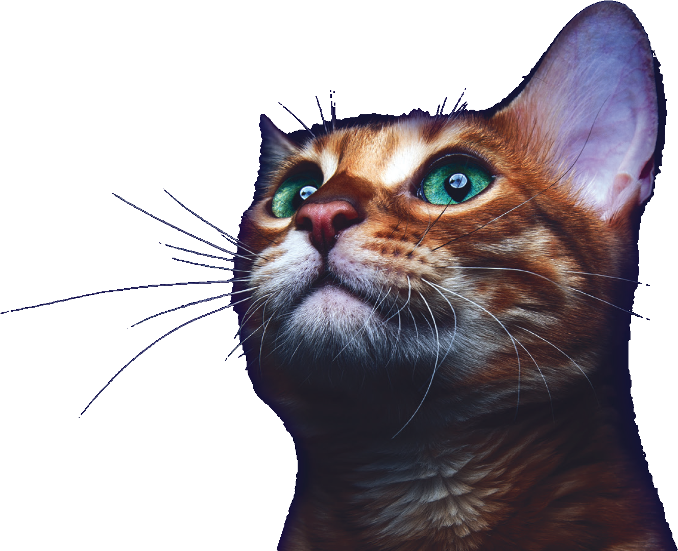 Majestic Kitten Gazing Upward.png PNG Image