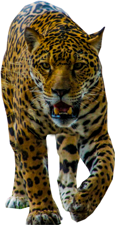 Majestic Leopard Walking Transparent Background PNG Image