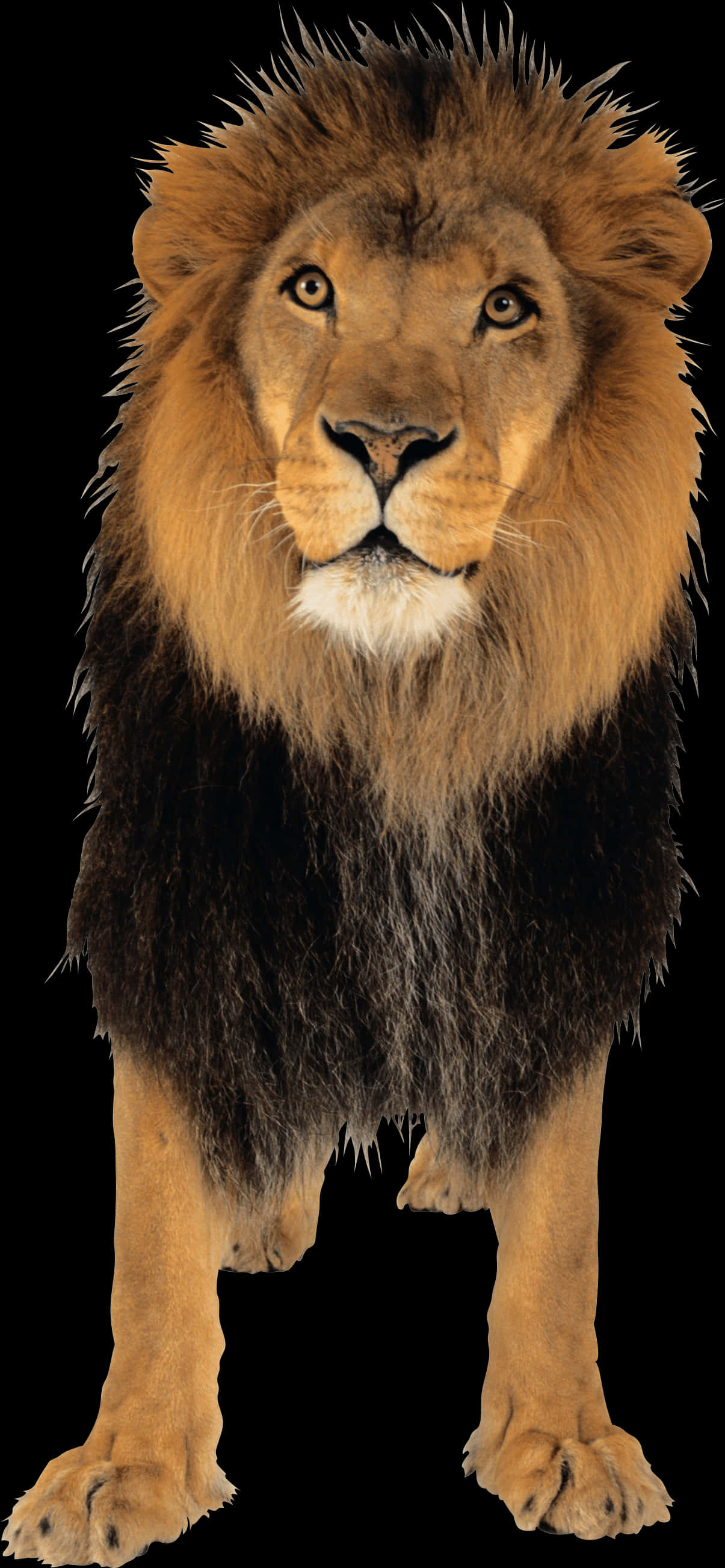 Majestic Lion Portrait PNG Image