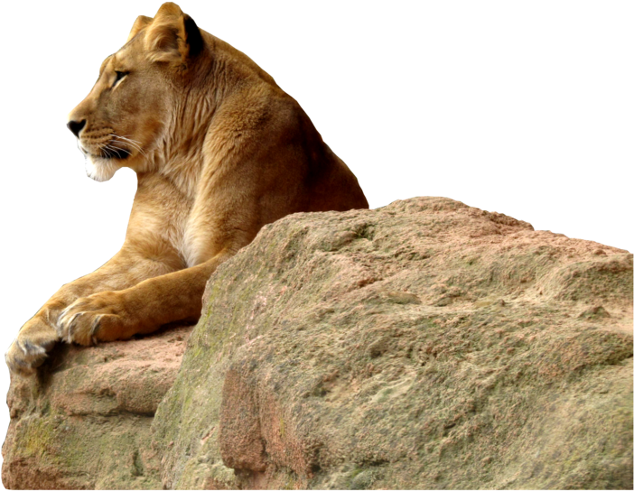 Majestic Lioness On Rock PNG Image