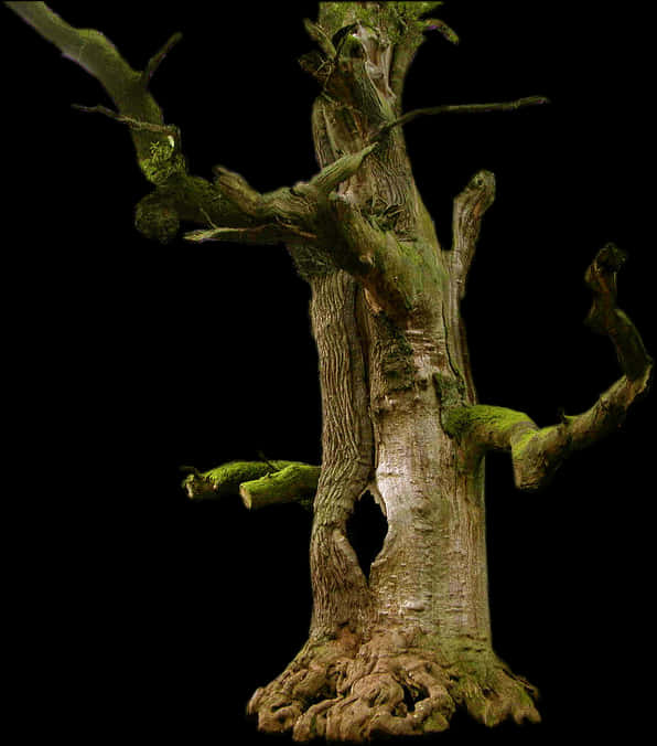 Majestic Old Tree Black Background PNG Image