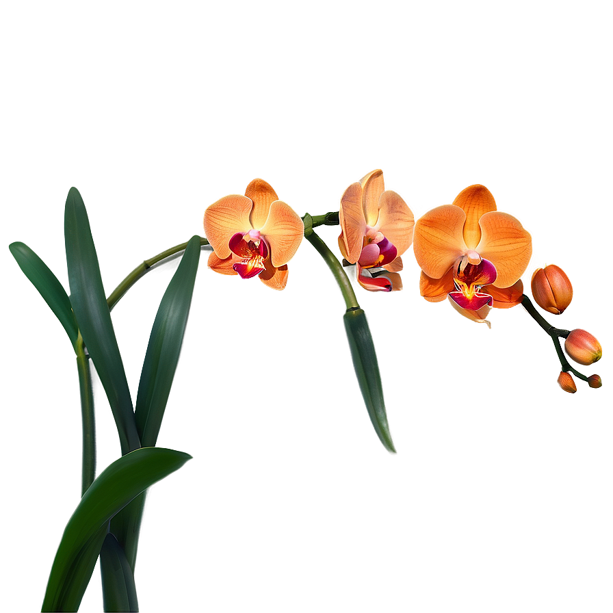 Majestic Orange Orchid Png 06122024 PNG Image