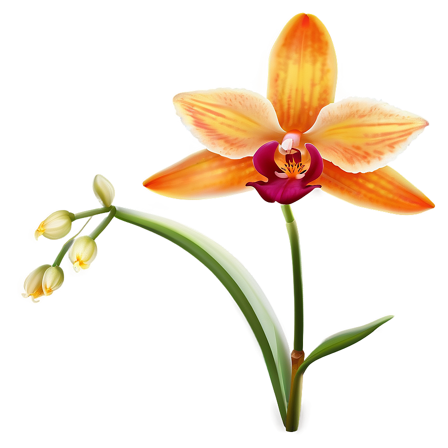 Majestic Orange Orchid Png Axb48 PNG Image