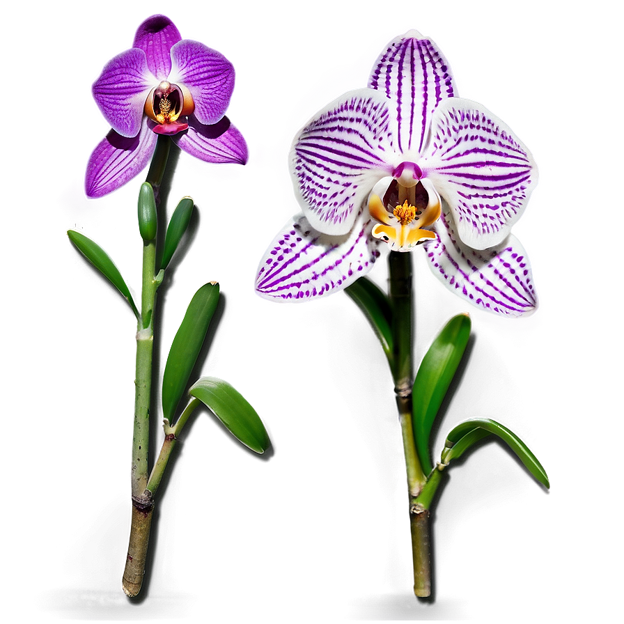 Majestic Orchid Png Fri PNG Image