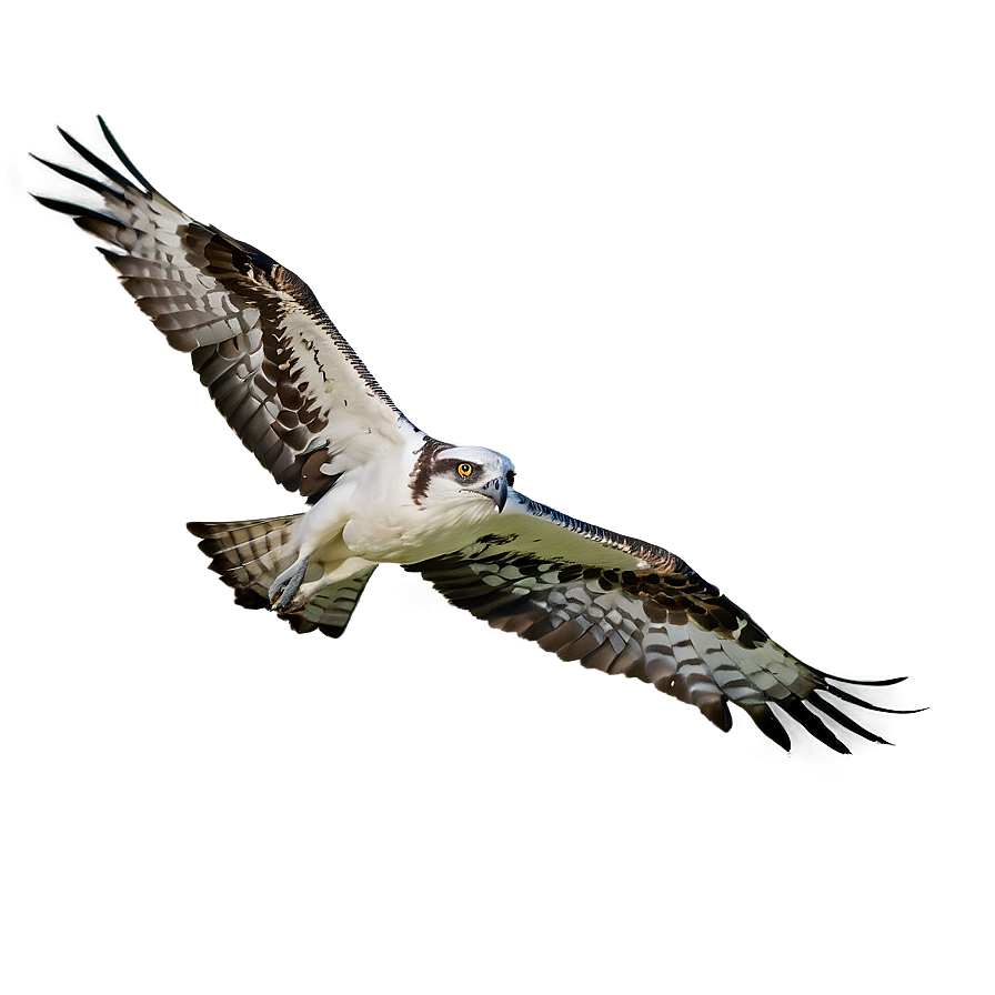 Majestic Osprey In Flight Png 13 PNG Image