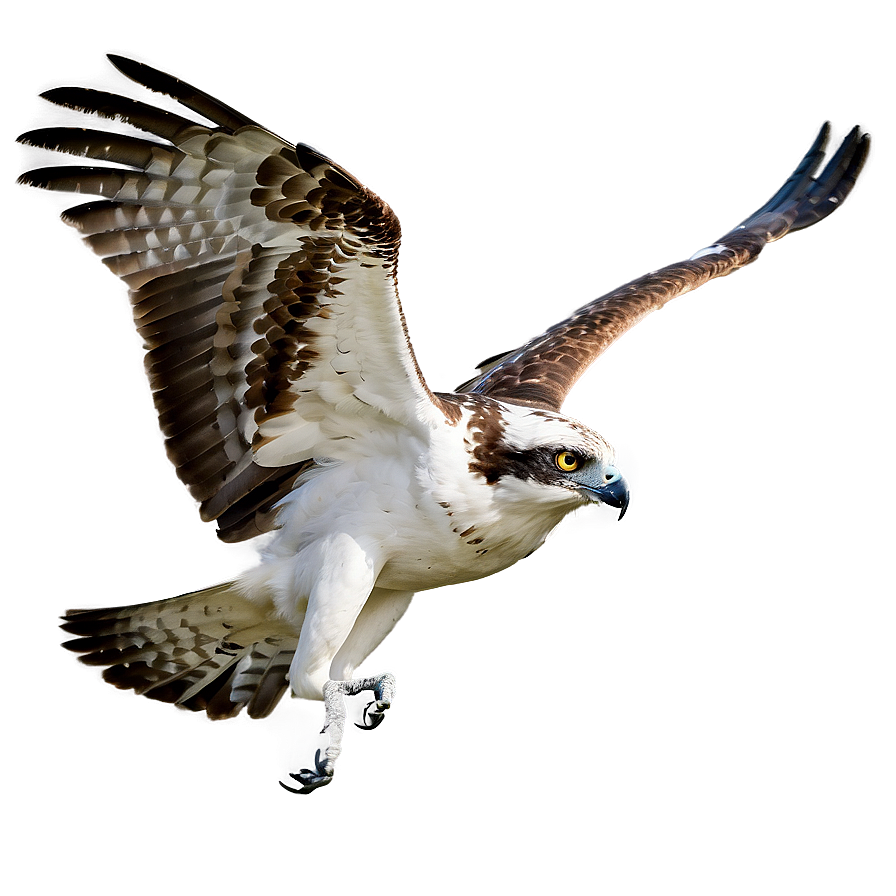 Majestic Osprey Soaring Png Ivn PNG Image