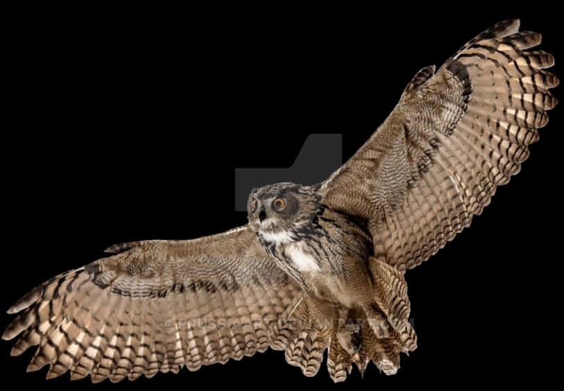 Majestic Owl In Flight PNG Image