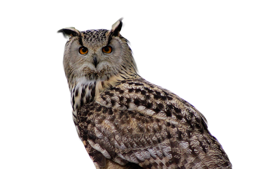 Majestic Owl Portrait PNG Image