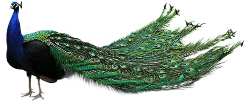 Majestic_ Peacock_ Display.png PNG Image