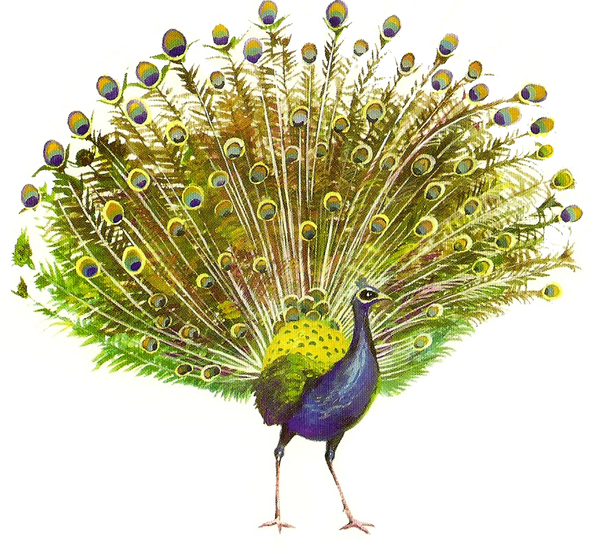 Majestic Peacock Display PNG Image