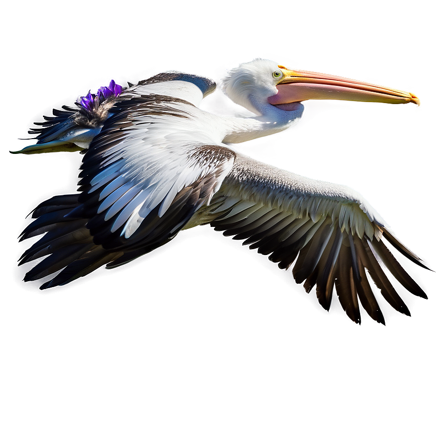 Majestic Pelican In Flight Png 12 PNG Image