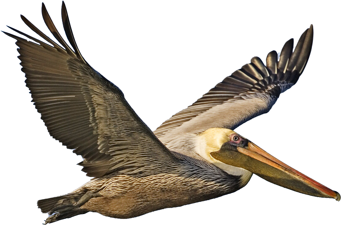 Majestic Pelican In Flight.png PNG Image