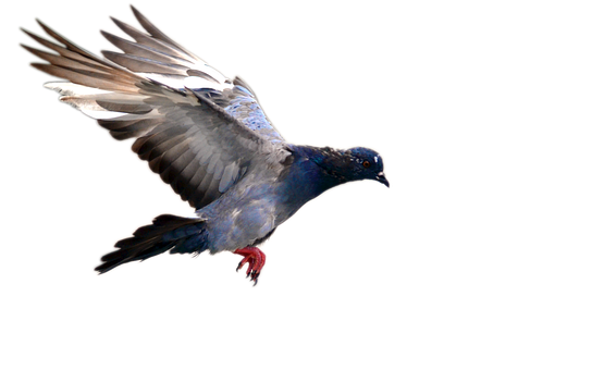 Majestic Pigeon In Flight PNG Image