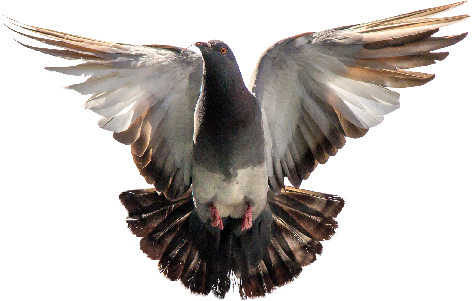 Majestic Pigeon In Flight PNG Image