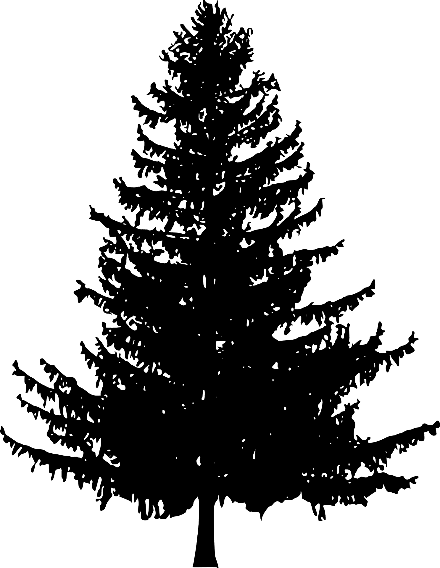 Majestic Pine Silhouette PNG Image