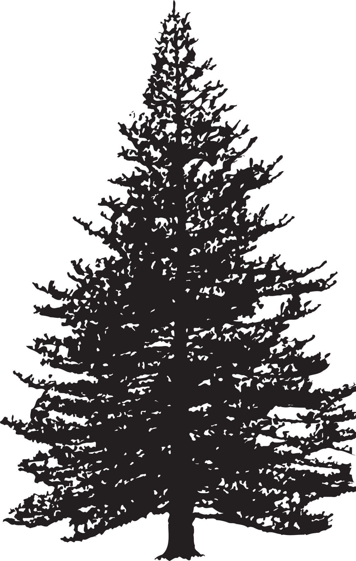 Majestic Pine Tree Silhouette PNG Image