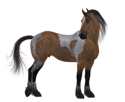 Majestic Pinto Horse Black Background PNG Image